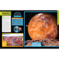 National Geographic Kids Space Encyclopedia, 2nd Edition: A Tour of Our Solar System and Beyond (Ngk Encyclopedias) (2ND ed.) (Spiral Bound)