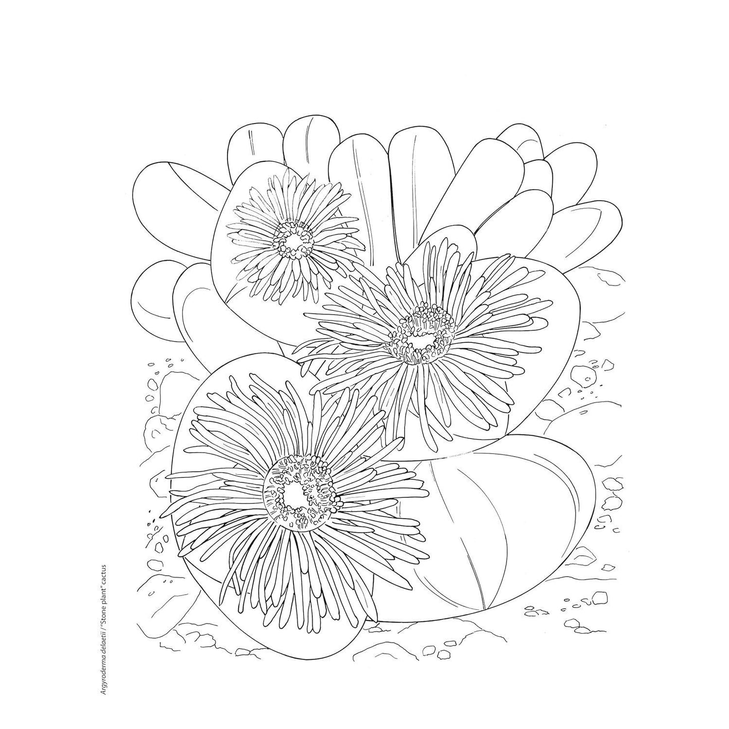 Creative Haven Desert Blooms Coloring Book