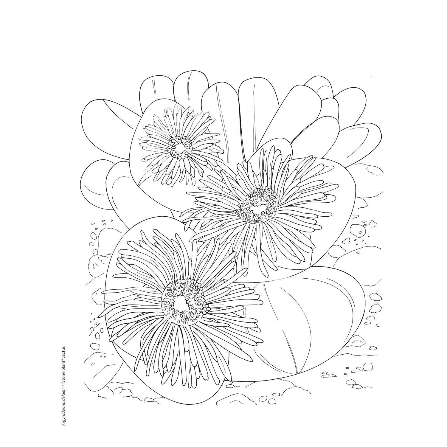 Creative Haven Desert Blooms Coloring Book