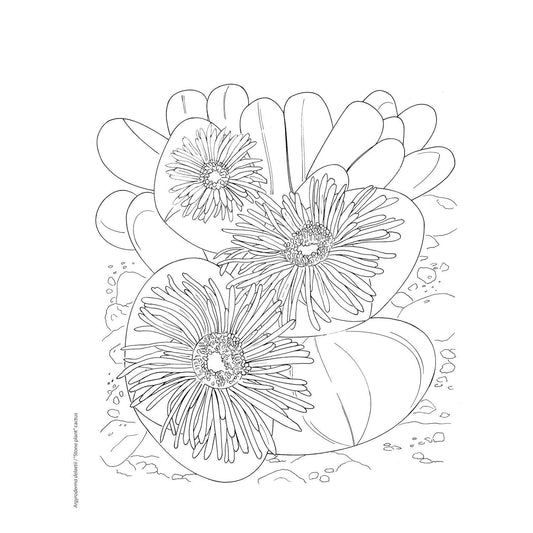 Creative Haven Desert Blooms Coloring Book