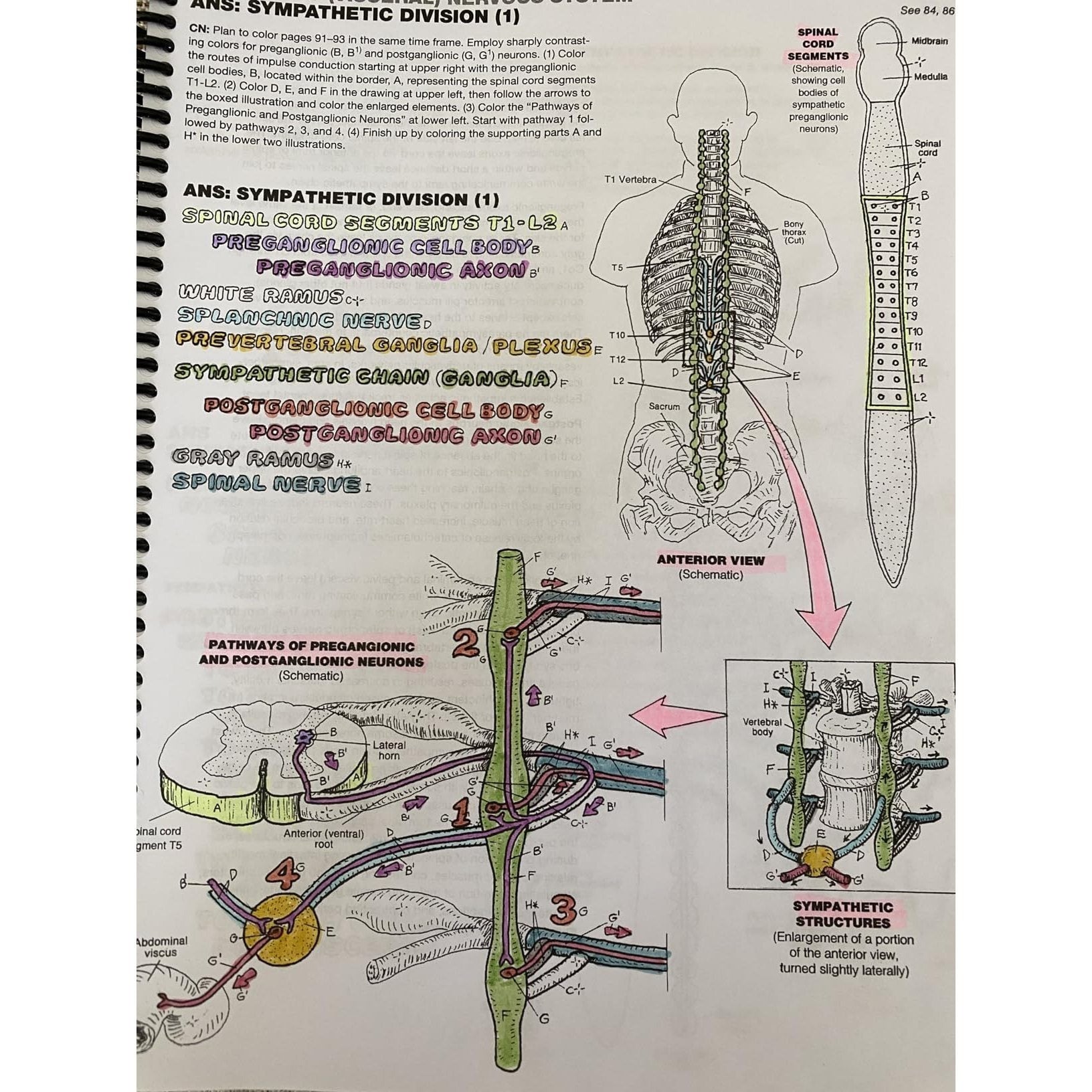 The Anatomy Coloring Book