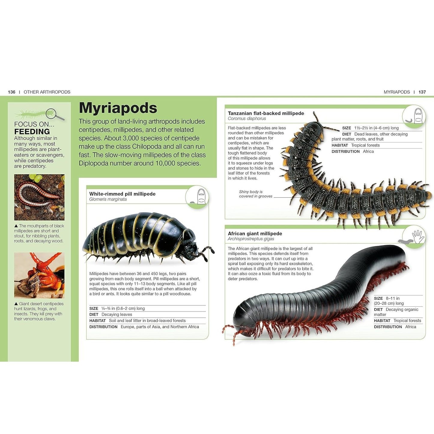 Pocket Genius Bugs: Facts at Your Fingertips (Pocket Genius) (Spiral Bound)