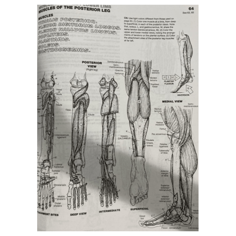 The Anatomy Coloring Book