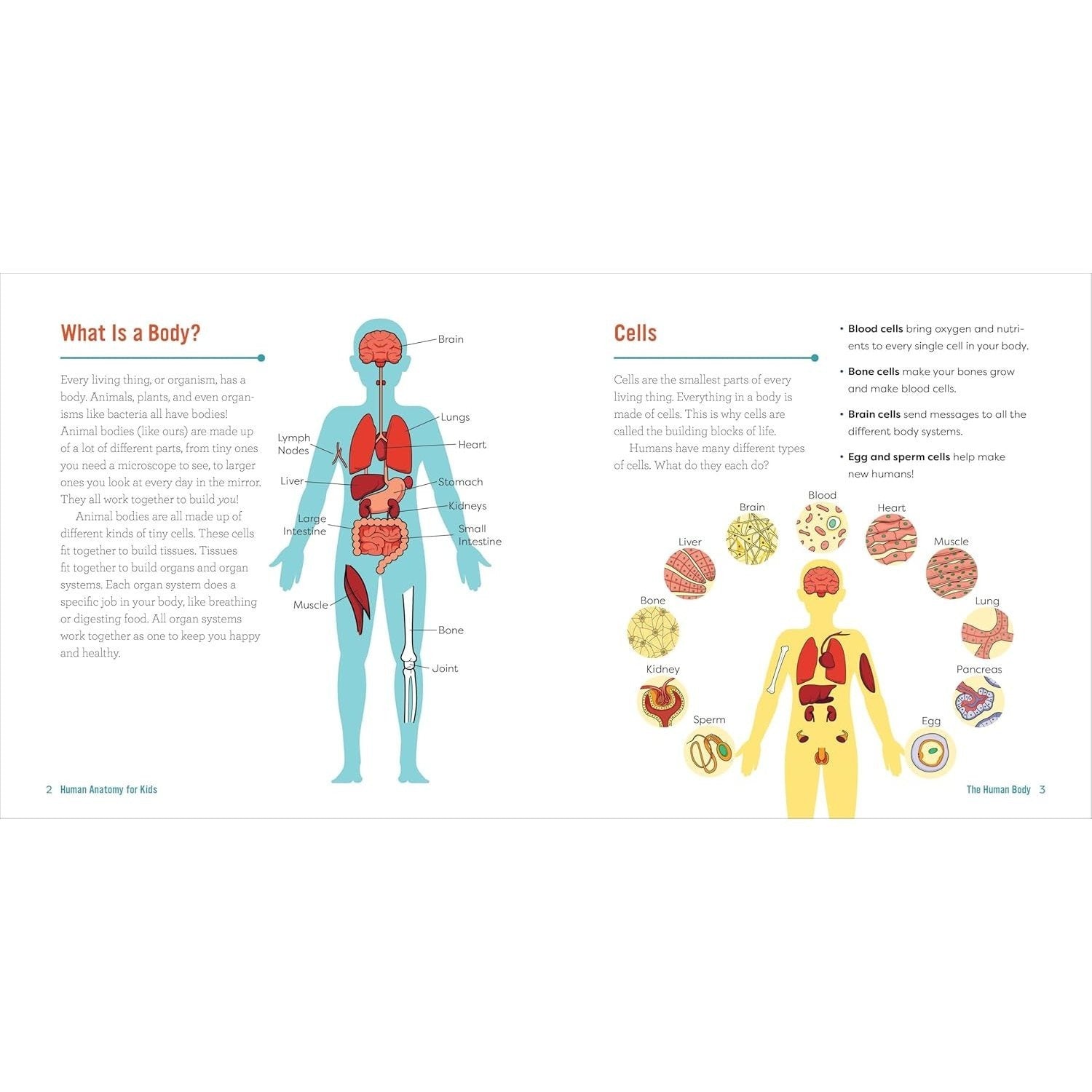 Human Anatomy for Kids: A Junior Scientist's Guide to How We Move, Breathe, and Grow