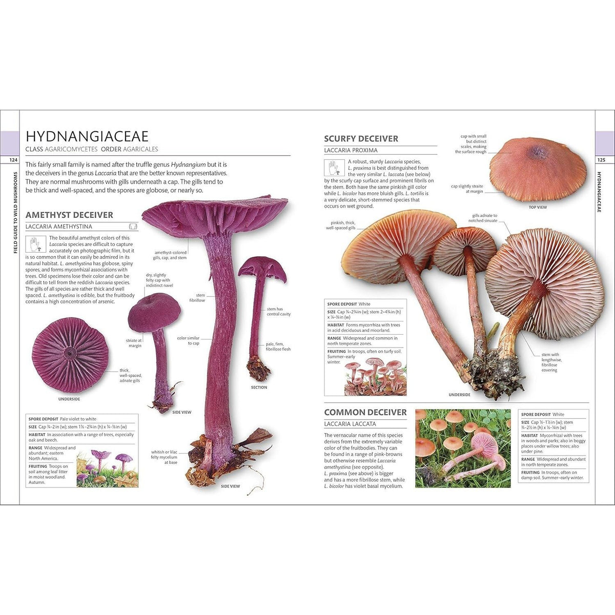Mushrooms: How to Identify and Gather Wild Mushrooms and Other Fungi (Spiral Bound)