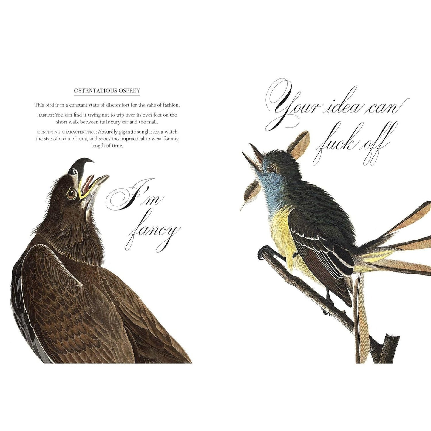 Effin' Birds: A Field Guide to Identification
