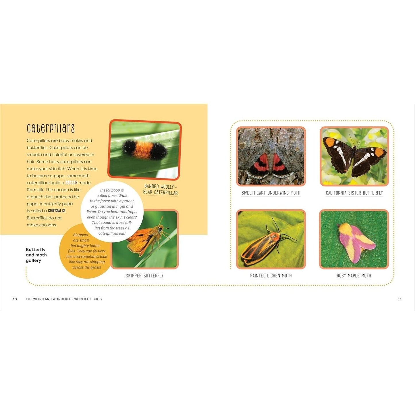 The Weird and Wonderful World of Bugs: A Book about Beetles, Butterflies, and Other Fascinating Insects