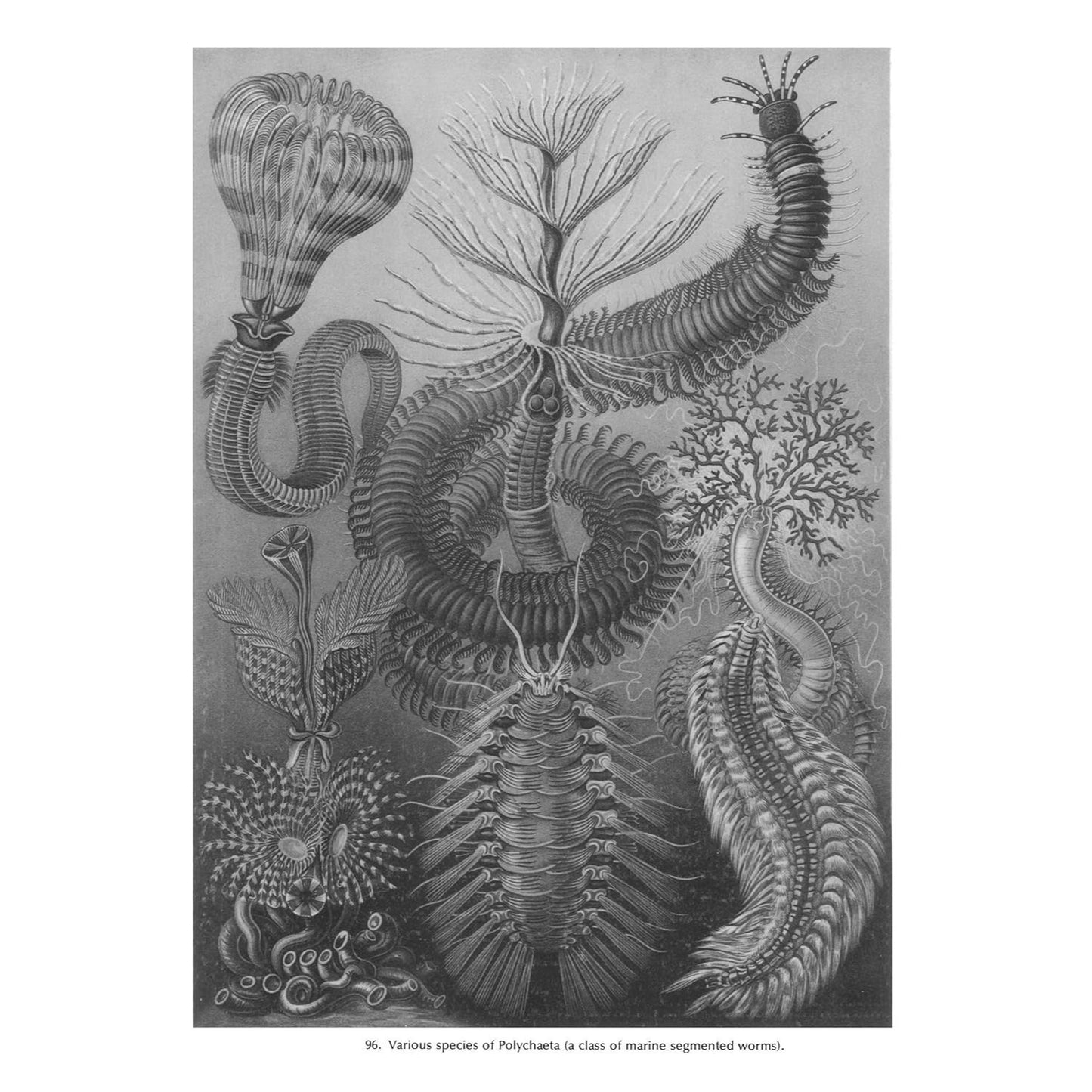 Art Forms in Nature (Revised)