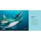 Sharks for Kids: A Junior Scientist's Guide to Great Whites, Hammerheads, and Other Sharks in the Sea