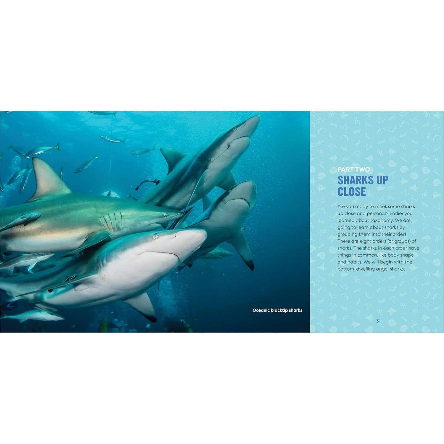 Sharks for Kids: A Junior Scientist's Guide to Great Whites, Hammerheads, and Other Sharks in the Sea