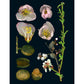 100 Plants That Heal: The Illustrated Herbarium of Medicinal Plants