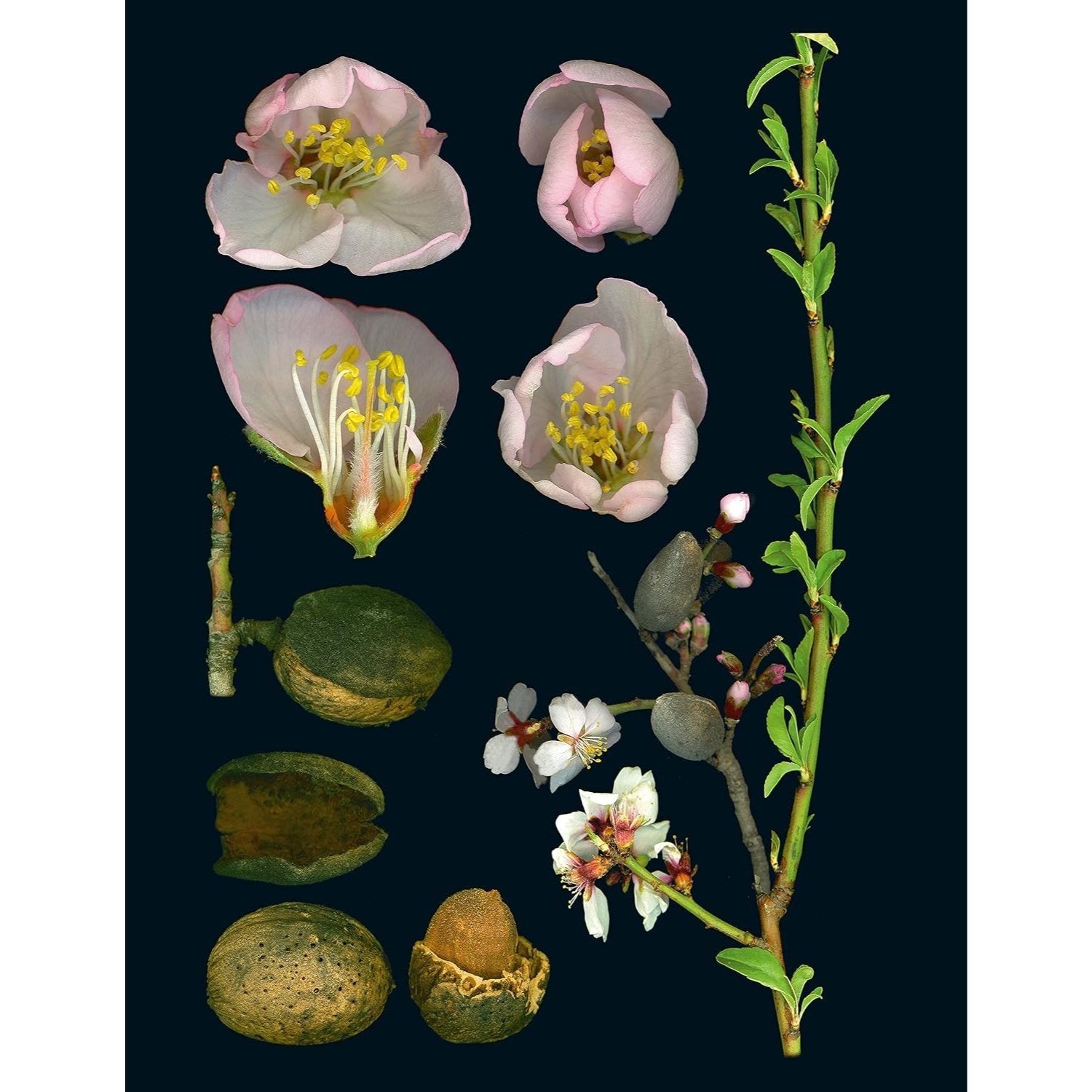 100 Plants That Heal: The Illustrated Herbarium of Medicinal Plants