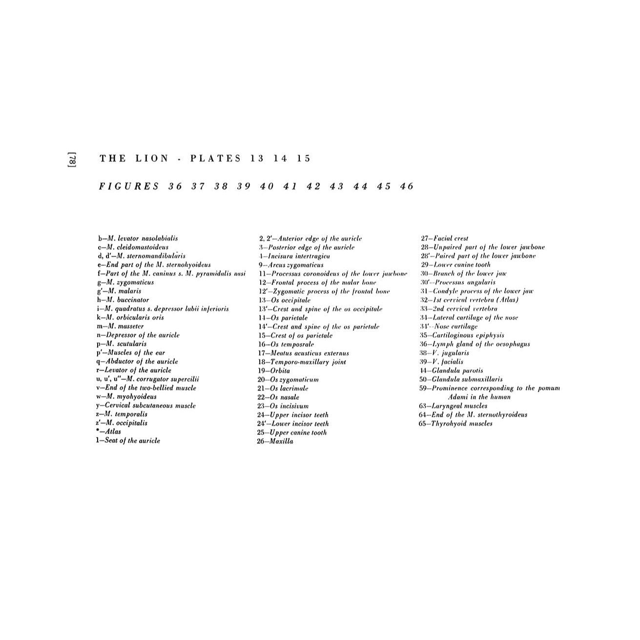 An Atlas of Animal Anatomy for Artists