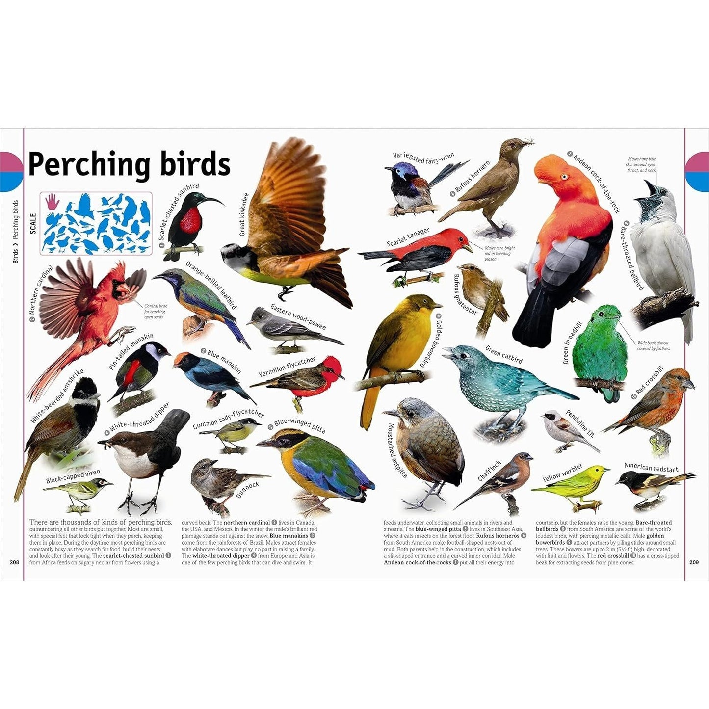 The Animal Book: A Visual Encyclopedia of Life on Earth (Spiral Bound)