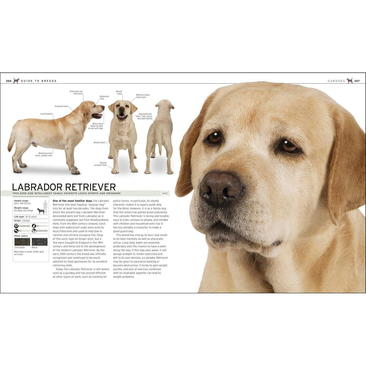 The Complete Dog Breed Book, New Edition (Previously Published as Top Dog) (DK Definitive Pet Breed Guides) (Spiral Bound)