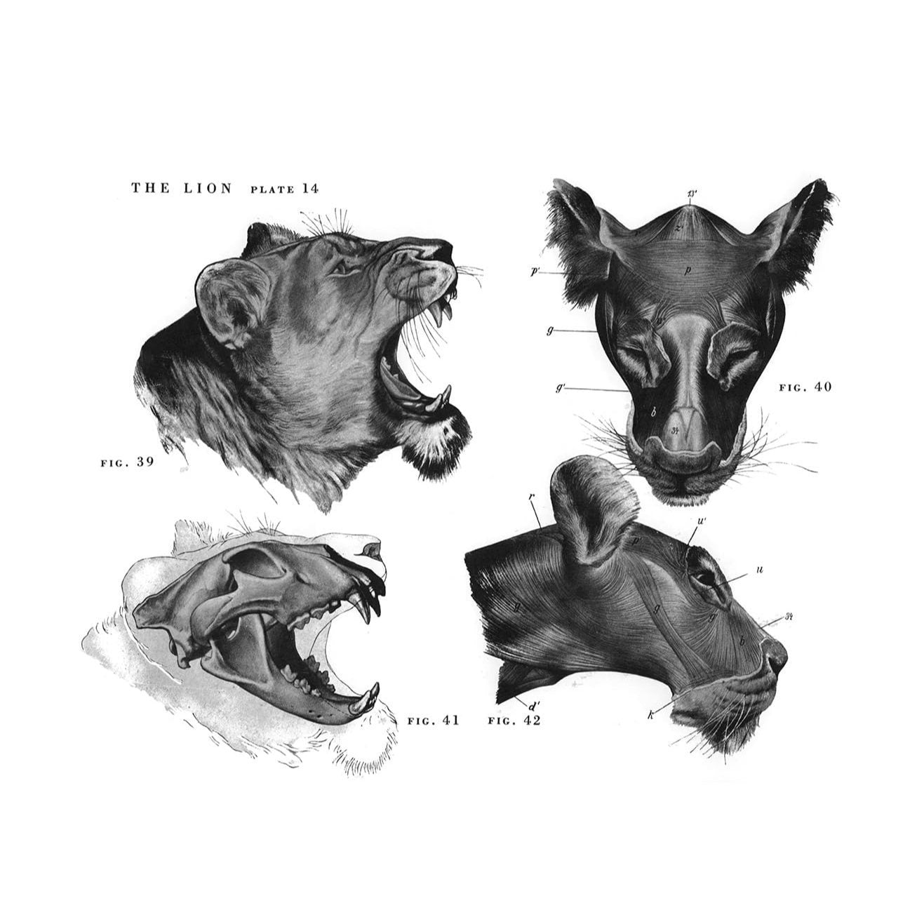 An Atlas of Animal Anatomy for Artists