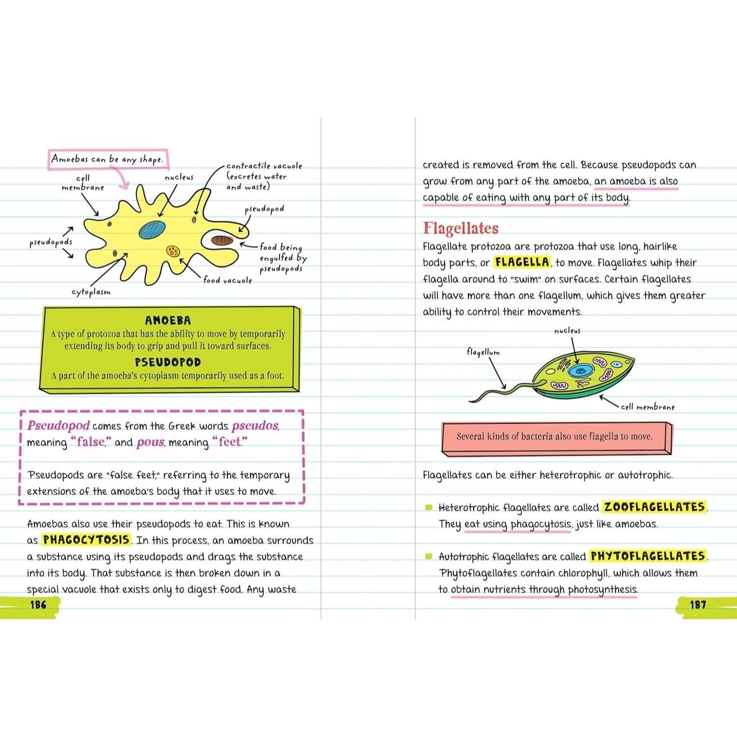 Everything You Need to Ace Biology in One Big Fat Notebook (Big Fat Notebooks) (Spiral Bound)