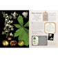 100 Plants That Heal: The Illustrated Herbarium of Medicinal Plants