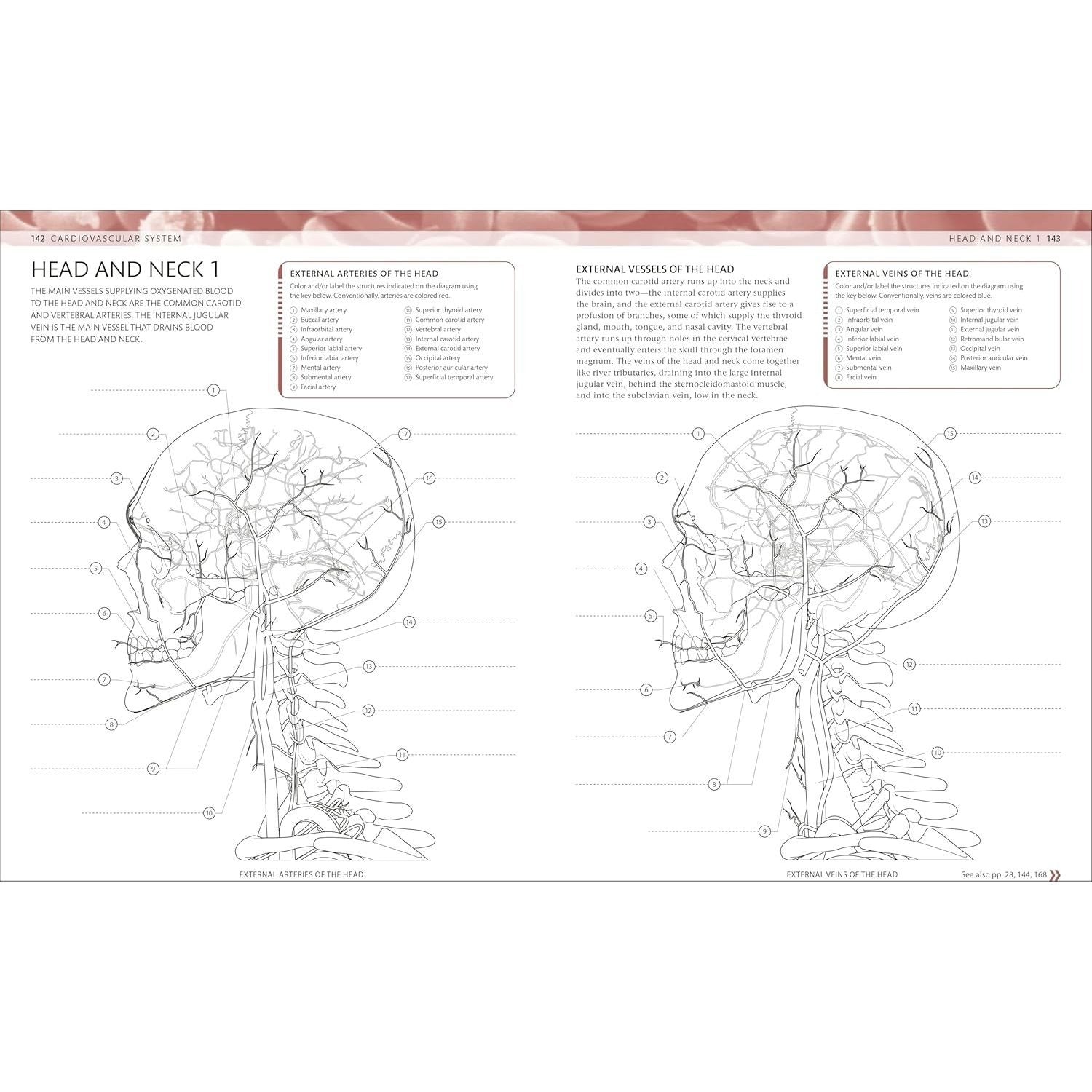 The Human Body Coloring Book: The Ultimate Anatomy Study Guide, Second Edition (DK Human Body Guides)