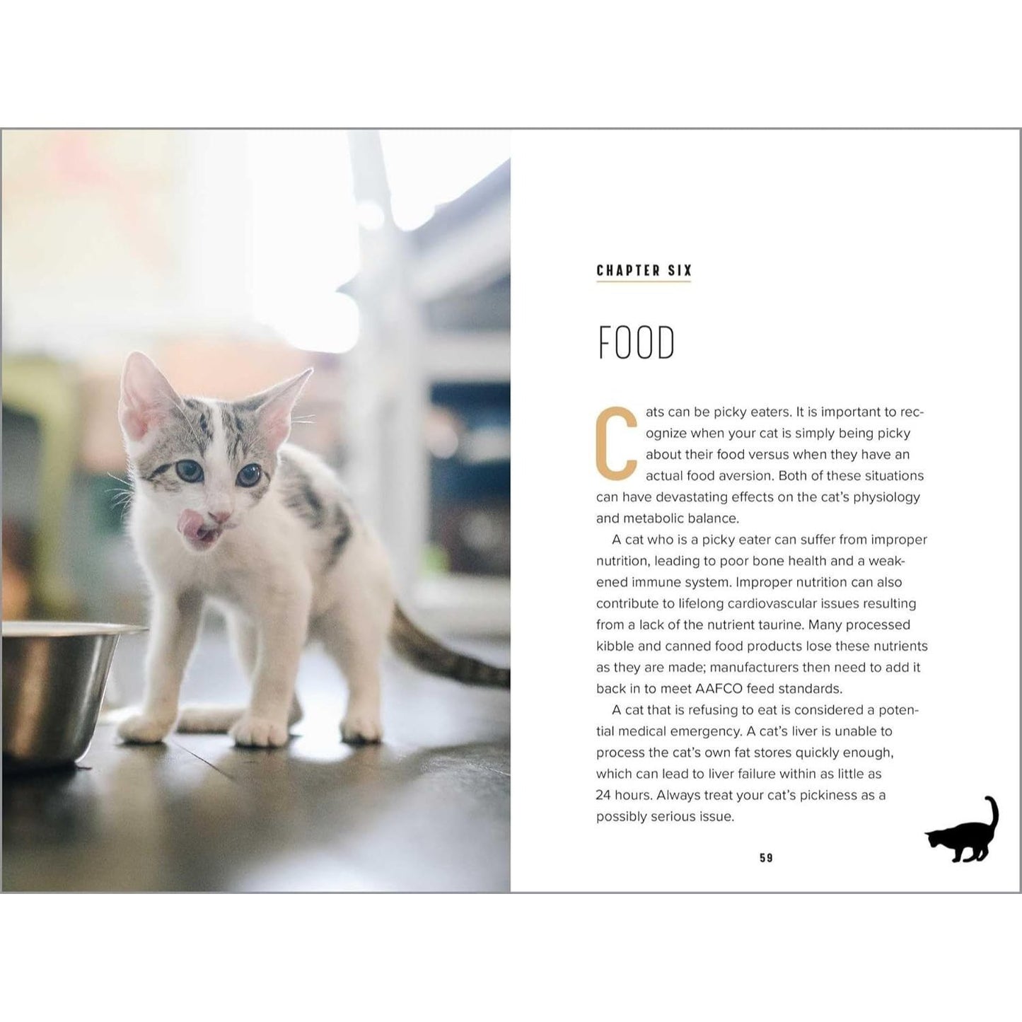 Understanding Cat Behavior: A Compassionate Guide to Training and Communication