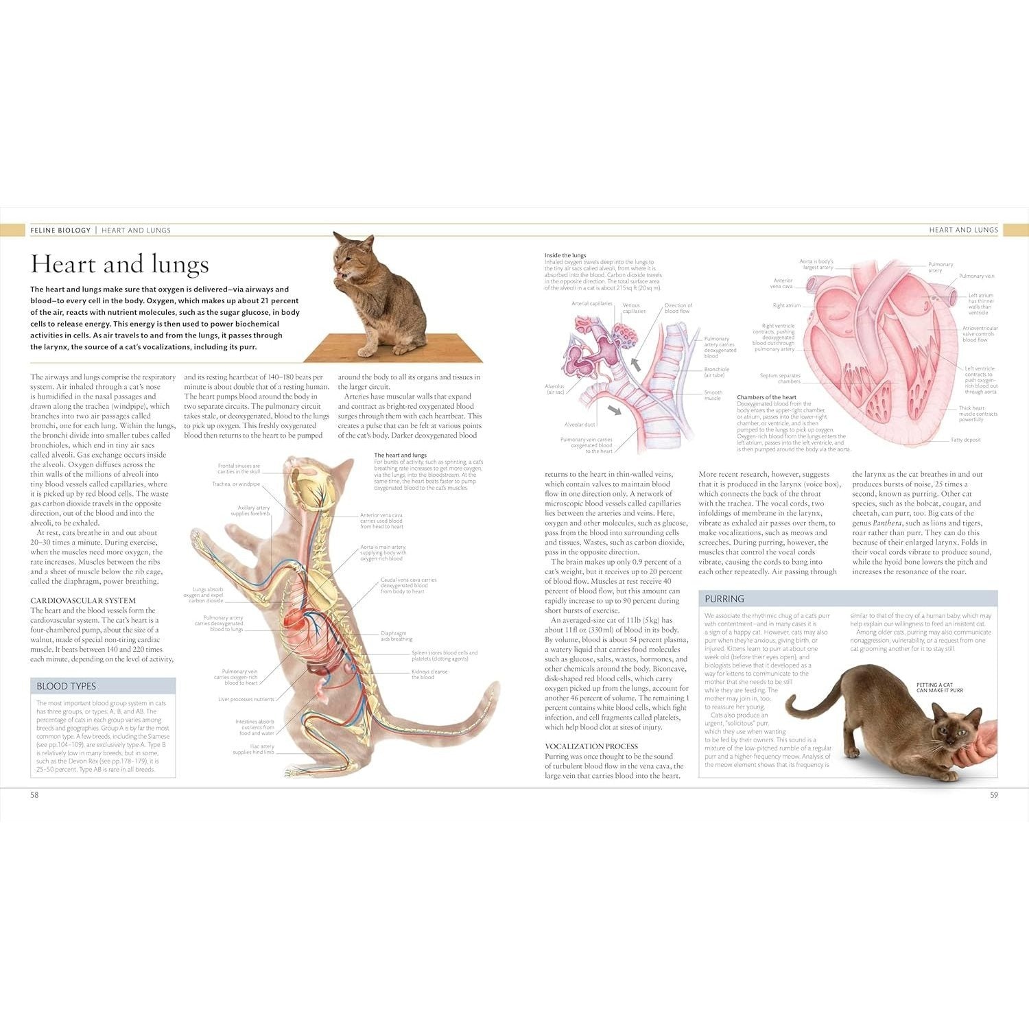 The Cat Encyclopedia: The Definitive Visual Guide (DK Pet Encyclopedias) (Spiral Bound)