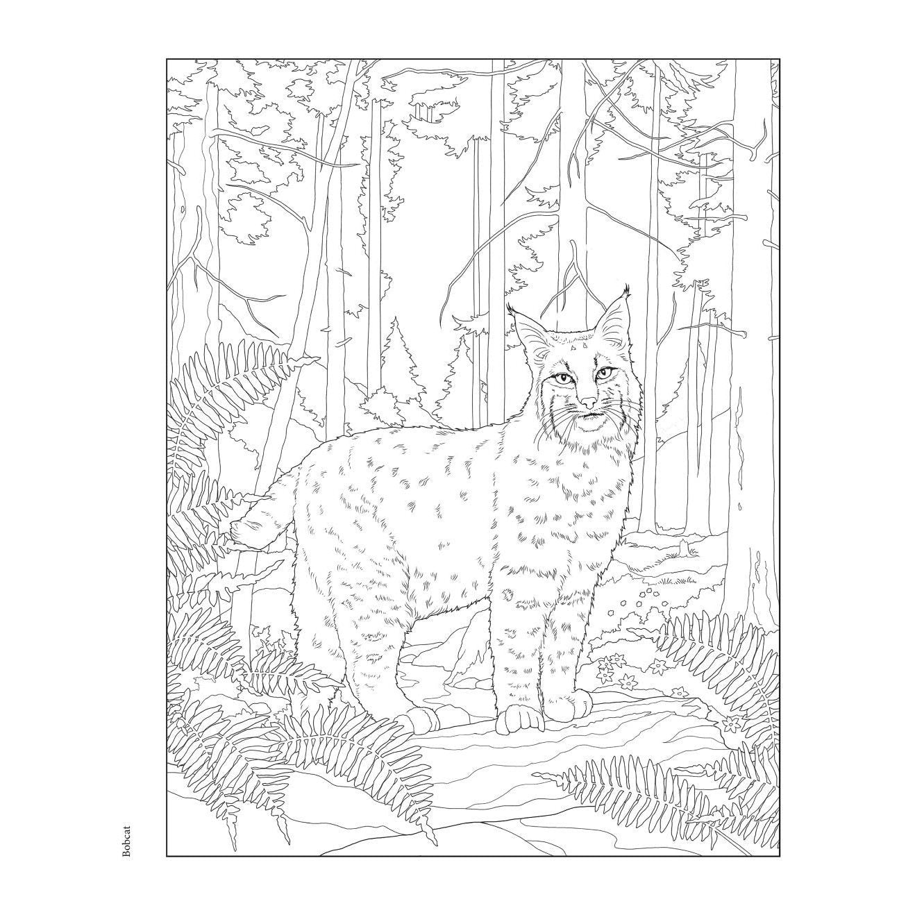 Creative Haven Forest & Woodland Wildlife Coloring Book
