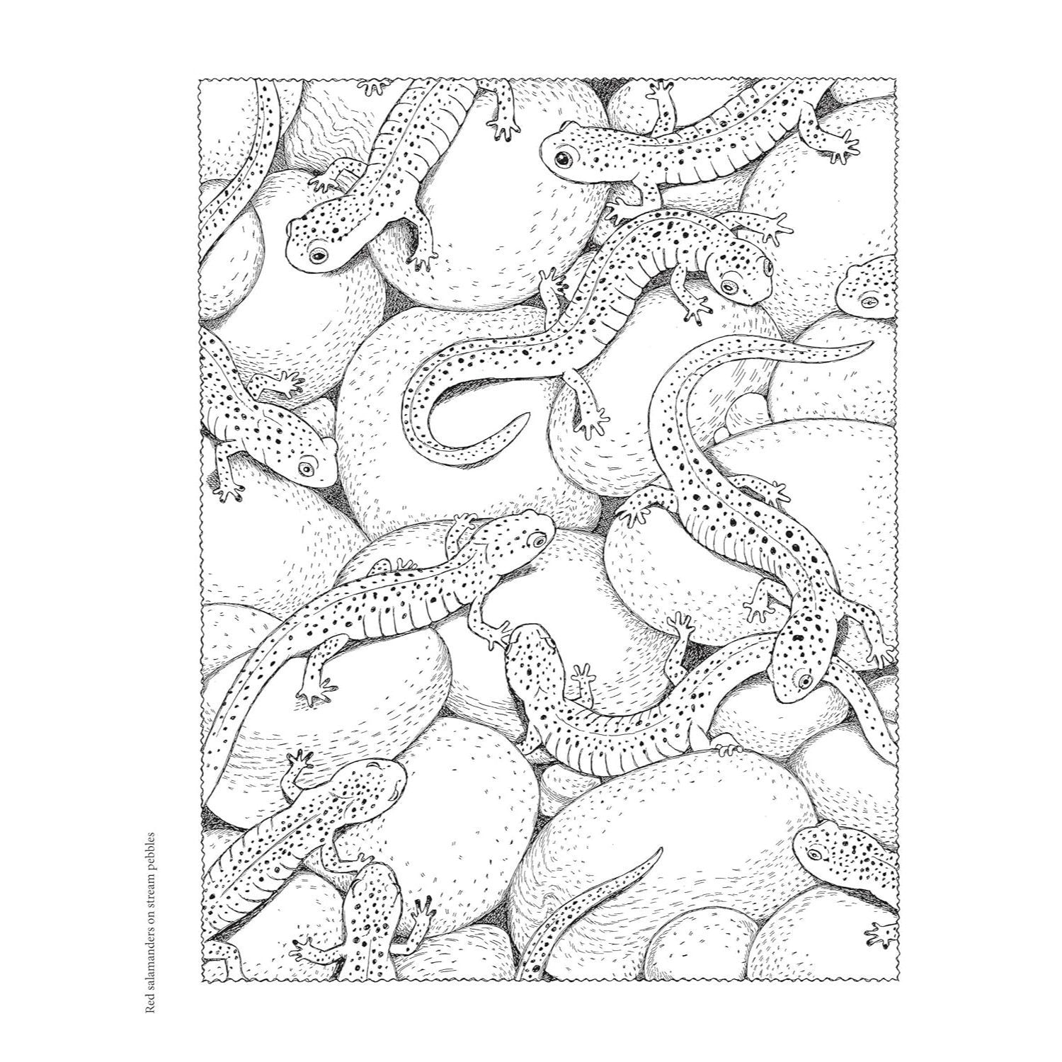 NatureScapes (First Edition, First)