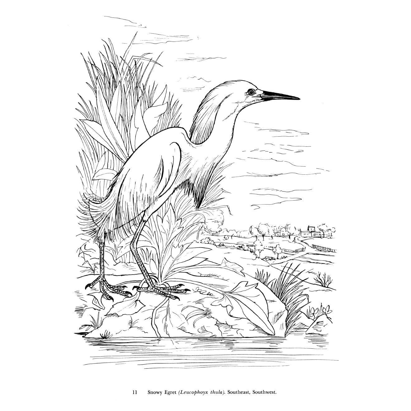 Audubon's Birds of America Coloring Book