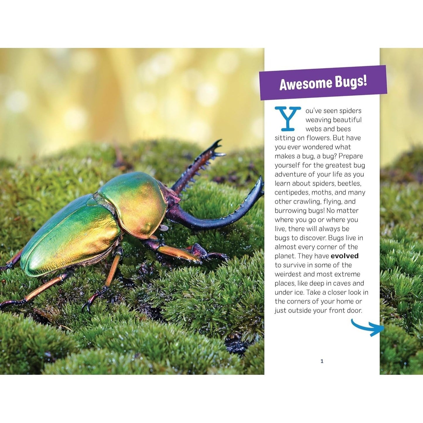My Awesome Field Guide to Bugs: Find and Identify Your Crawling and Flying Bugs (My Awesome Field Guide for Kids)