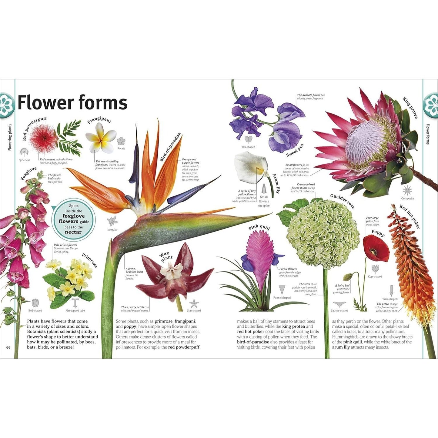 Trees, Leaves, Flowers and Seeds: A Visual Encyclopedia of the Plant Kingdom (DK Our World in Pictures) (Spiral Bound)