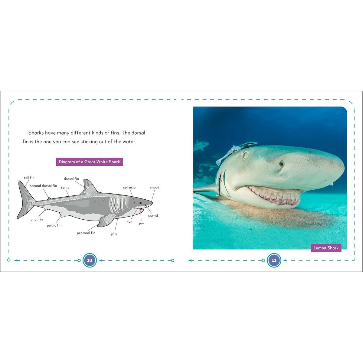 My First Book of Sharks: All about the Largest Fish in the Sea for Kids