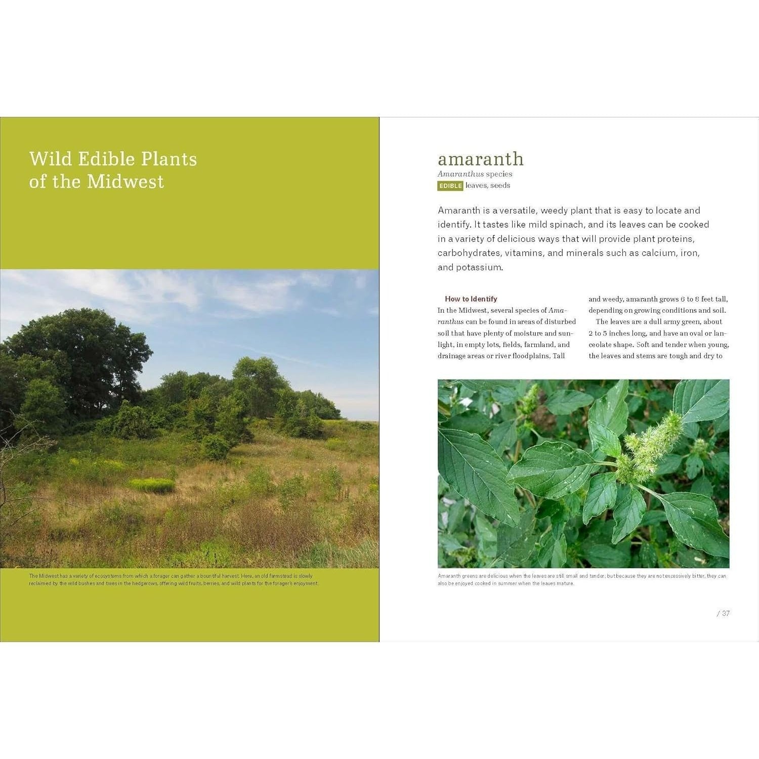 Midwest Foraging: 115 Wild and Flavorful Edibles from Burdock to Wild Peach