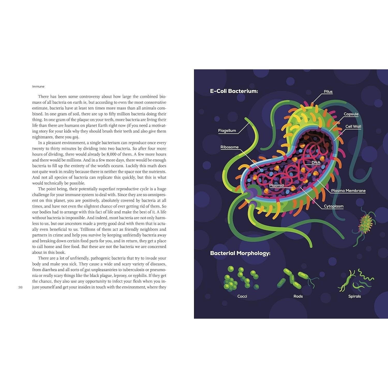 Immune: A Journey Into the Mysterious System That Keeps You Alive