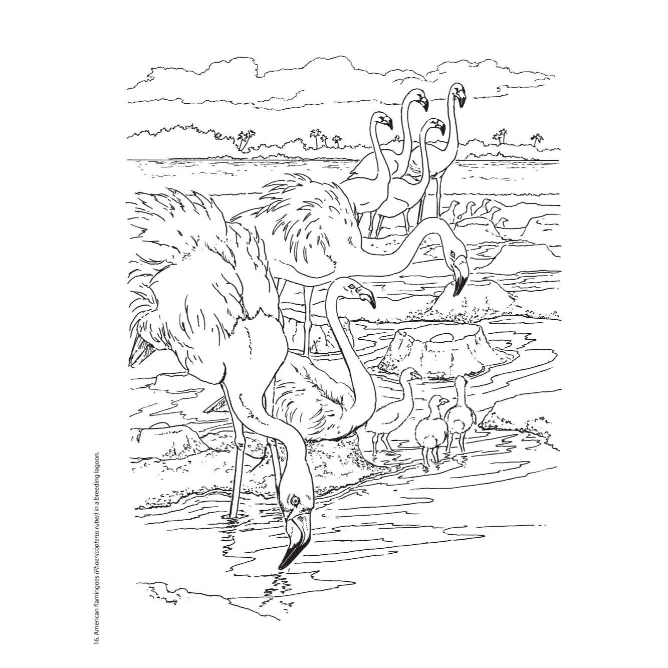 Creative Haven Beautiful Birds Coloring Book