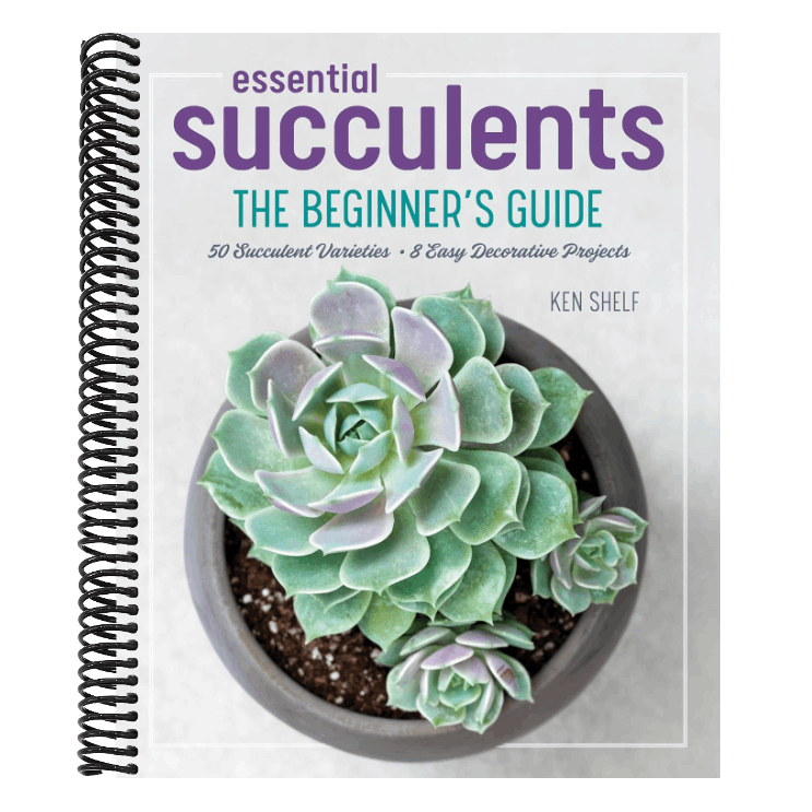 Essential Succulents: The Beginner's Guide