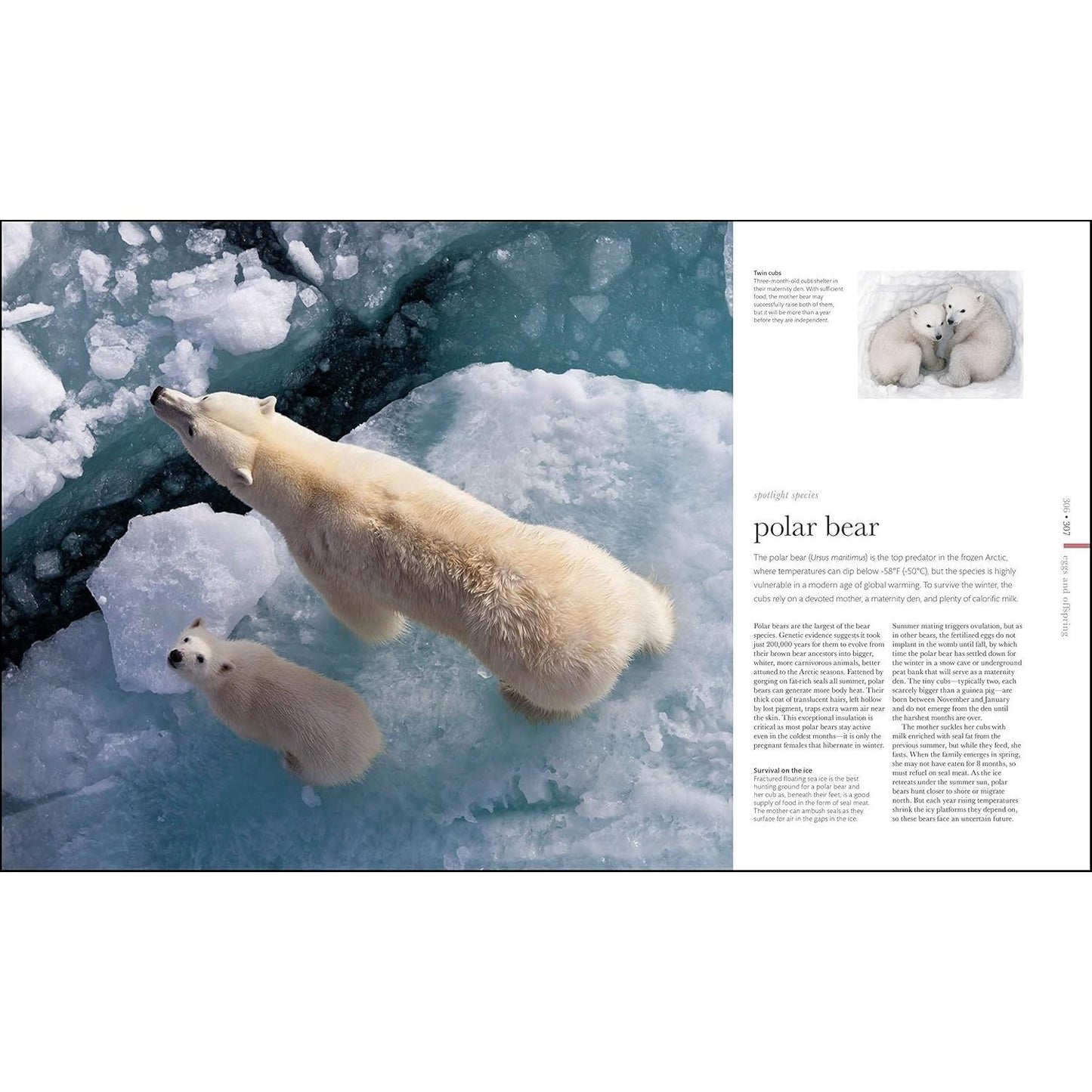 Zoology: Inside the Secret World of Animals (DK Secret World Encyclopedias) (Spiral Bound)