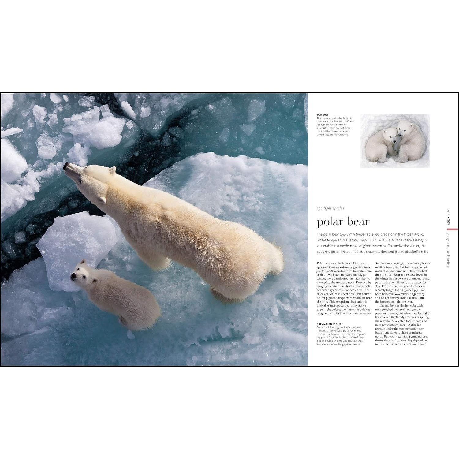 Zoology: Inside the Secret World of Animals (DK Secret World Encyclopedias) (Spiral Bound)