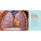 Human Anatomy for Kids: A Junior Scientist's Guide to How We Move, Breathe, and Grow