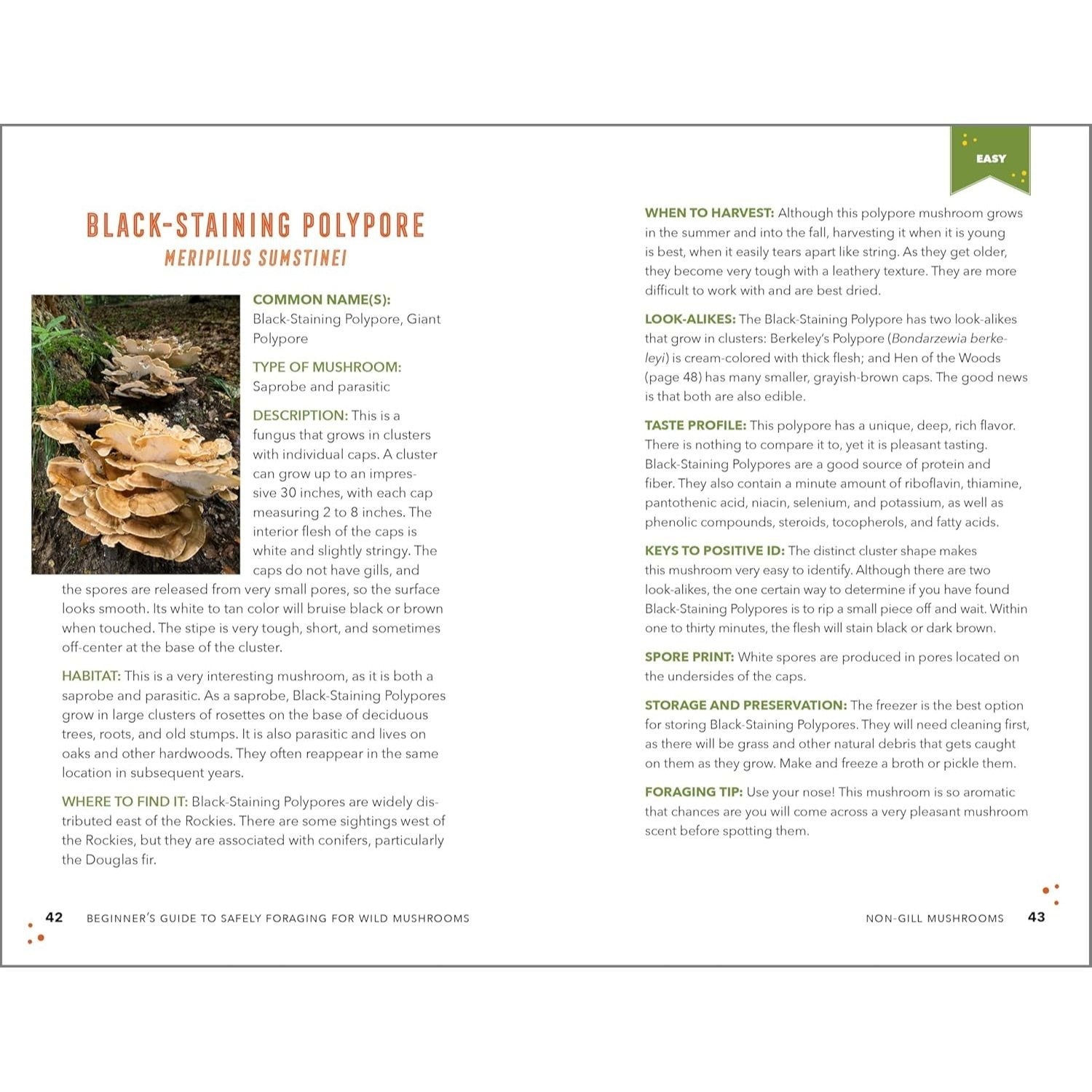 Beginner's Guide to Safely Foraging for Wild Mushrooms: Identifying and Collecting Mushrooms Sustainably with Confidence
