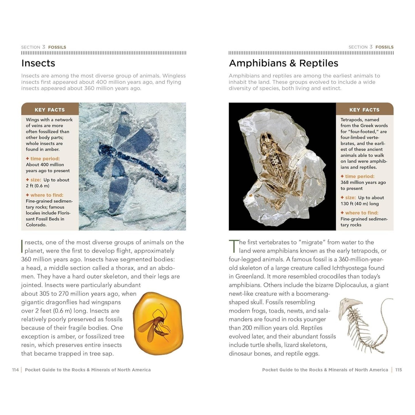 National Geographic Pocket Guide to Rocks and Minerals of North America (Pocket Guides) (Spiral Bound)
