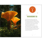 Beginner's Guide to Safely Foraging for Wild Mushrooms: Identifying and Collecting Mushrooms Sustainably with Confidence