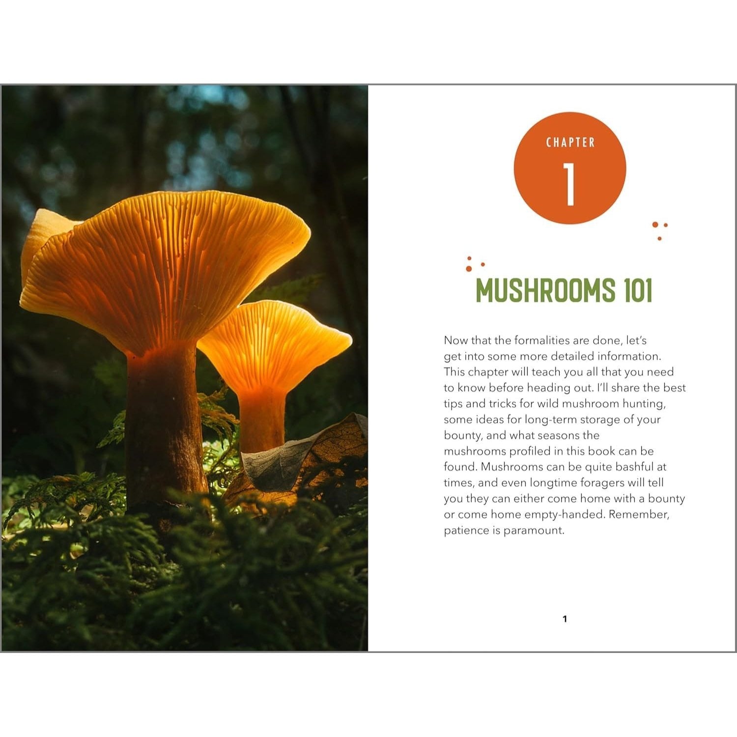 Beginner's Guide to Safely Foraging for Wild Mushrooms: Identifying and Collecting Mushrooms Sustainably with Confidence