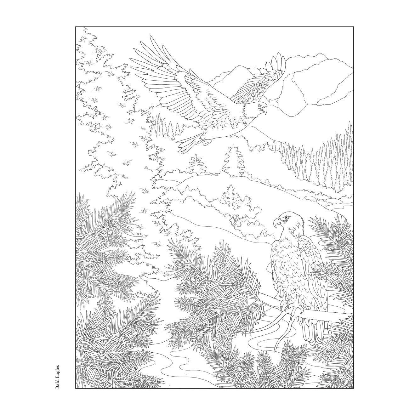 Creative Haven Forest & Woodland Wildlife Coloring Book
