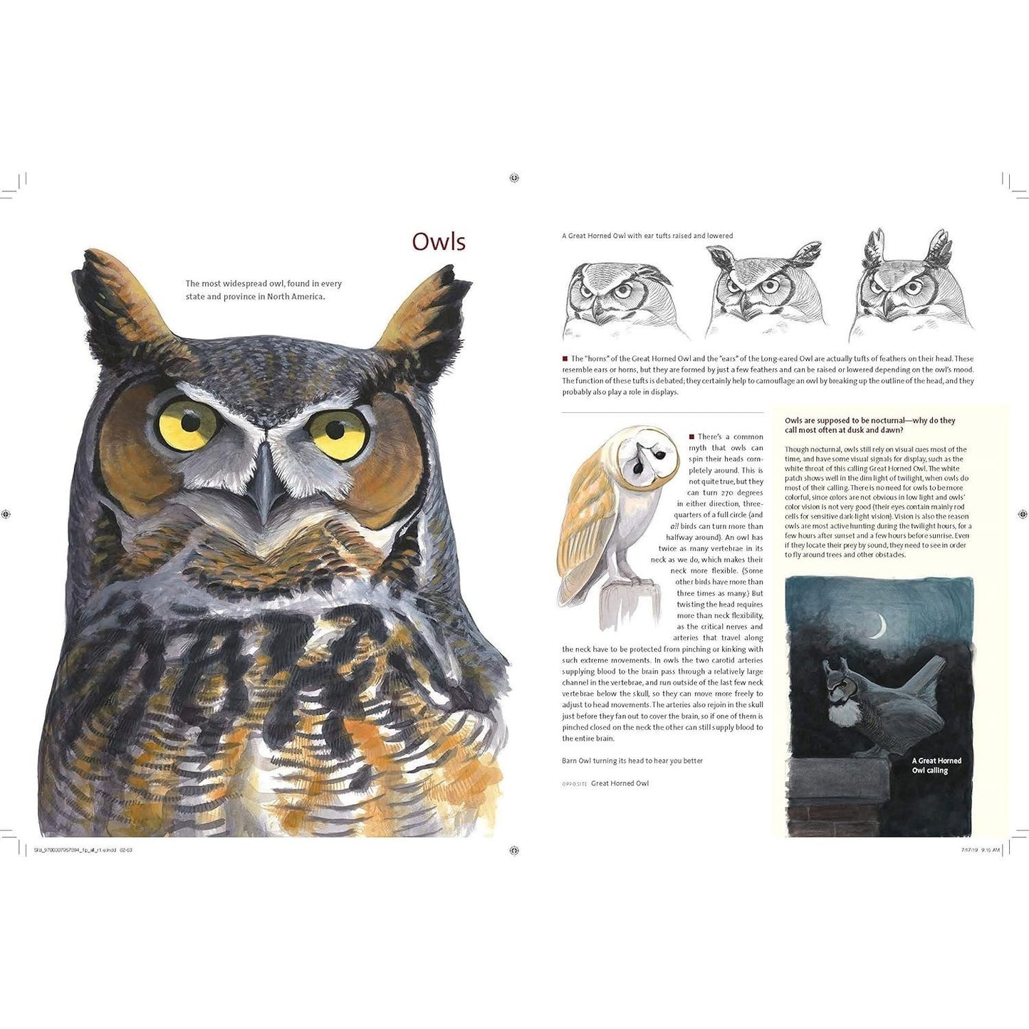 What It's Like to Be a Bird: From Flying to Nesting, Eating to Singing--What Birds Are Doing, and Why (Spiral Bound)