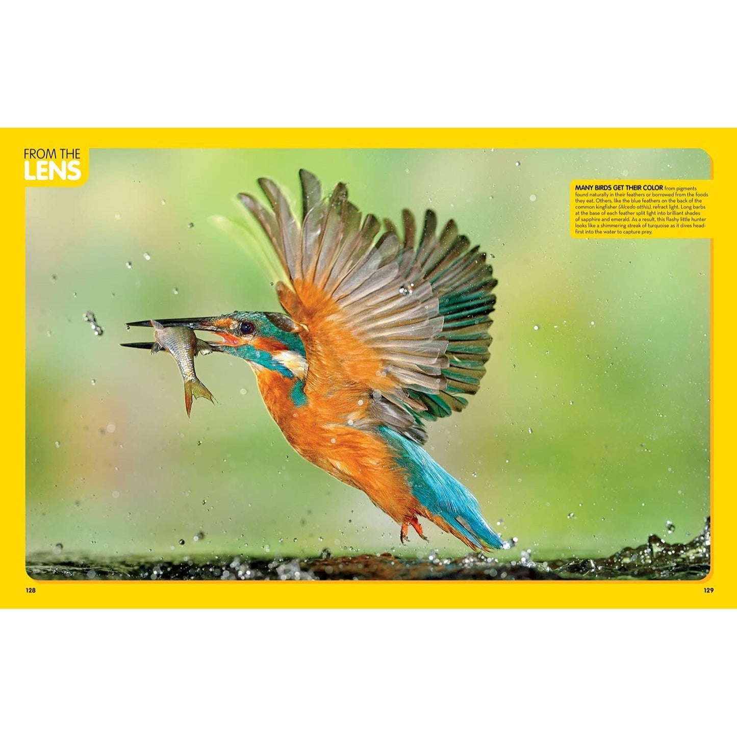 National Geographic Kids Animal Encyclopedia, 2nd Edition: 2,500 Animals with Photos, Maps, and More! (Spiral Bound)