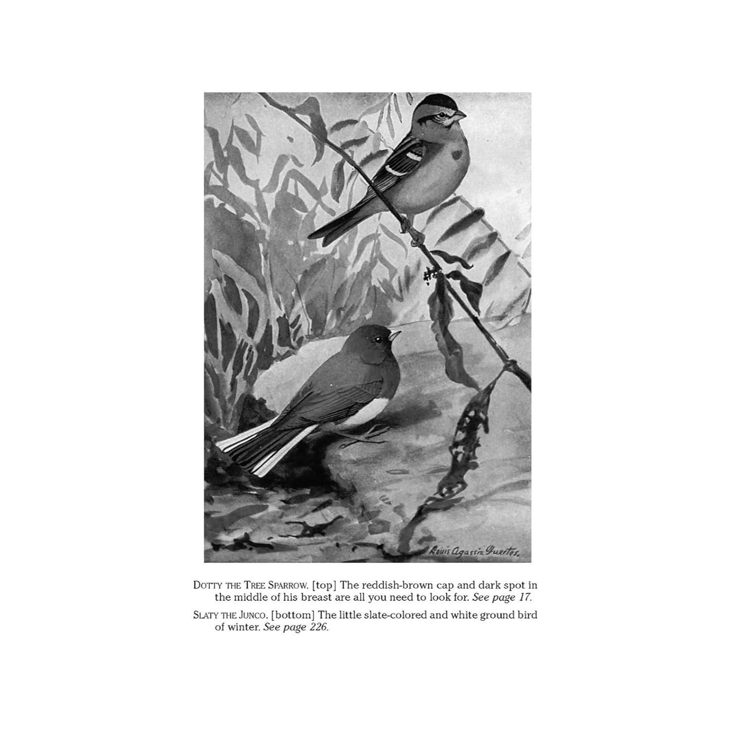 The Burgess Bird Book for Children