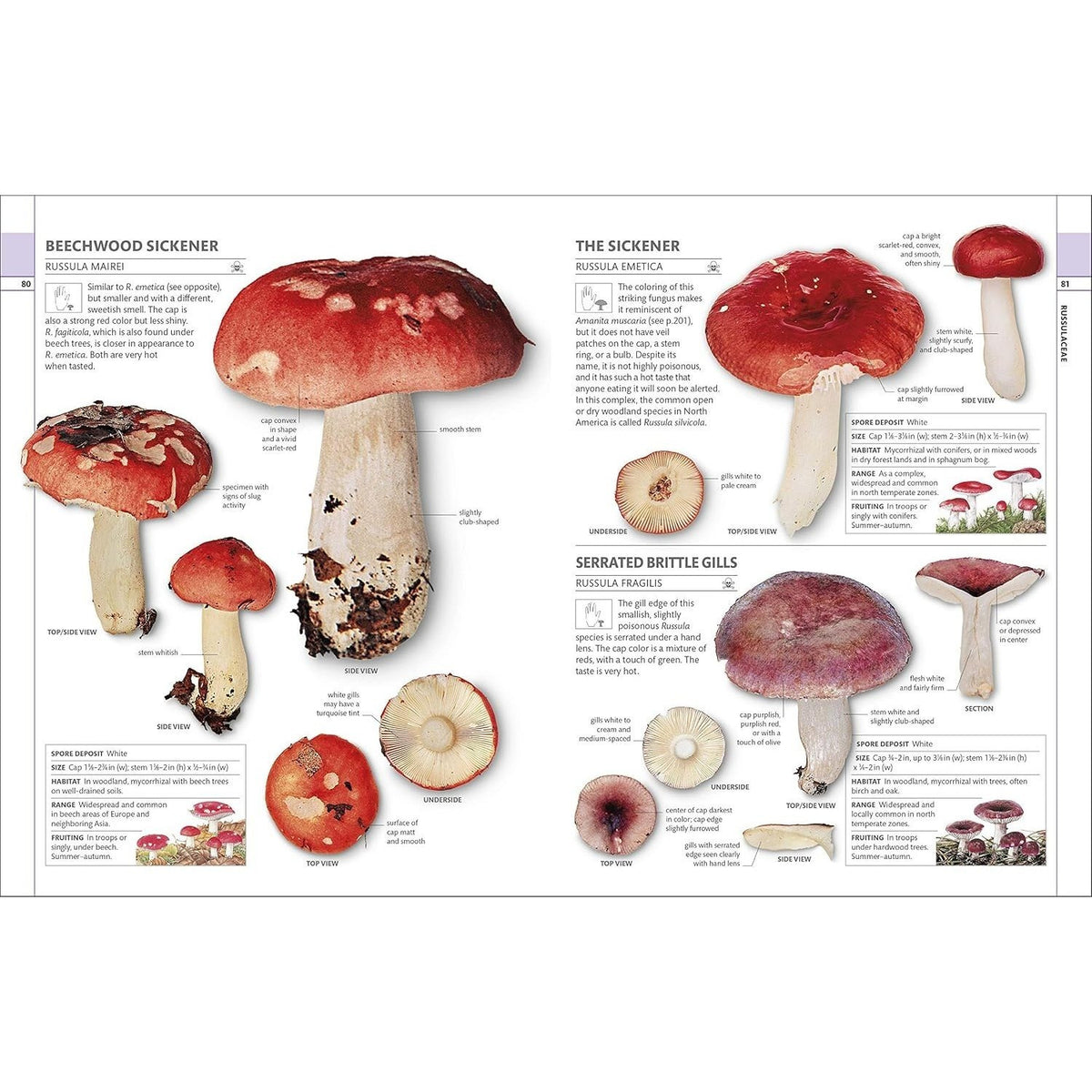 Mushrooms: How to Identify and Gather Wild Mushrooms and Other Fungi (Spiral Bound)