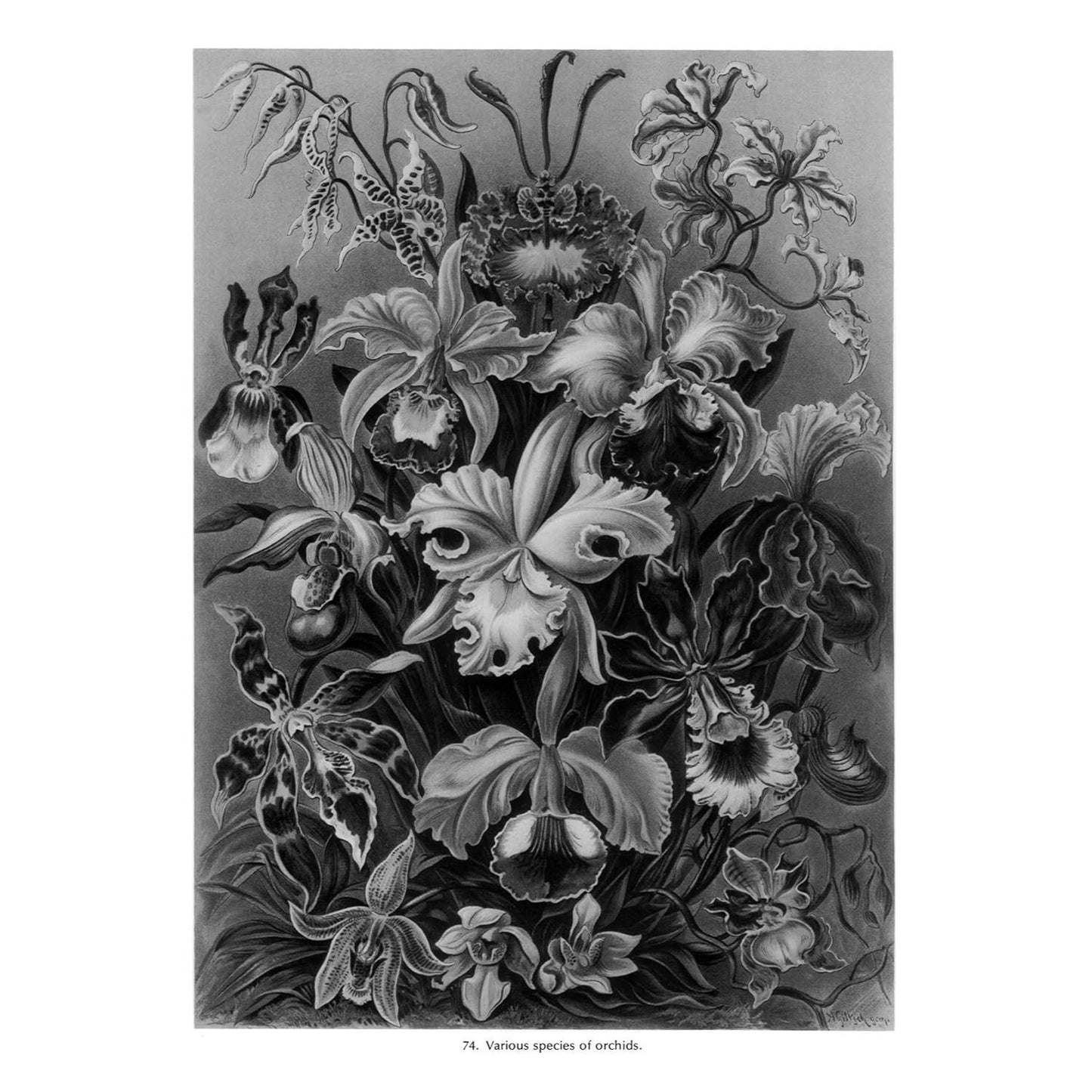 Art Forms in Nature (Revised)