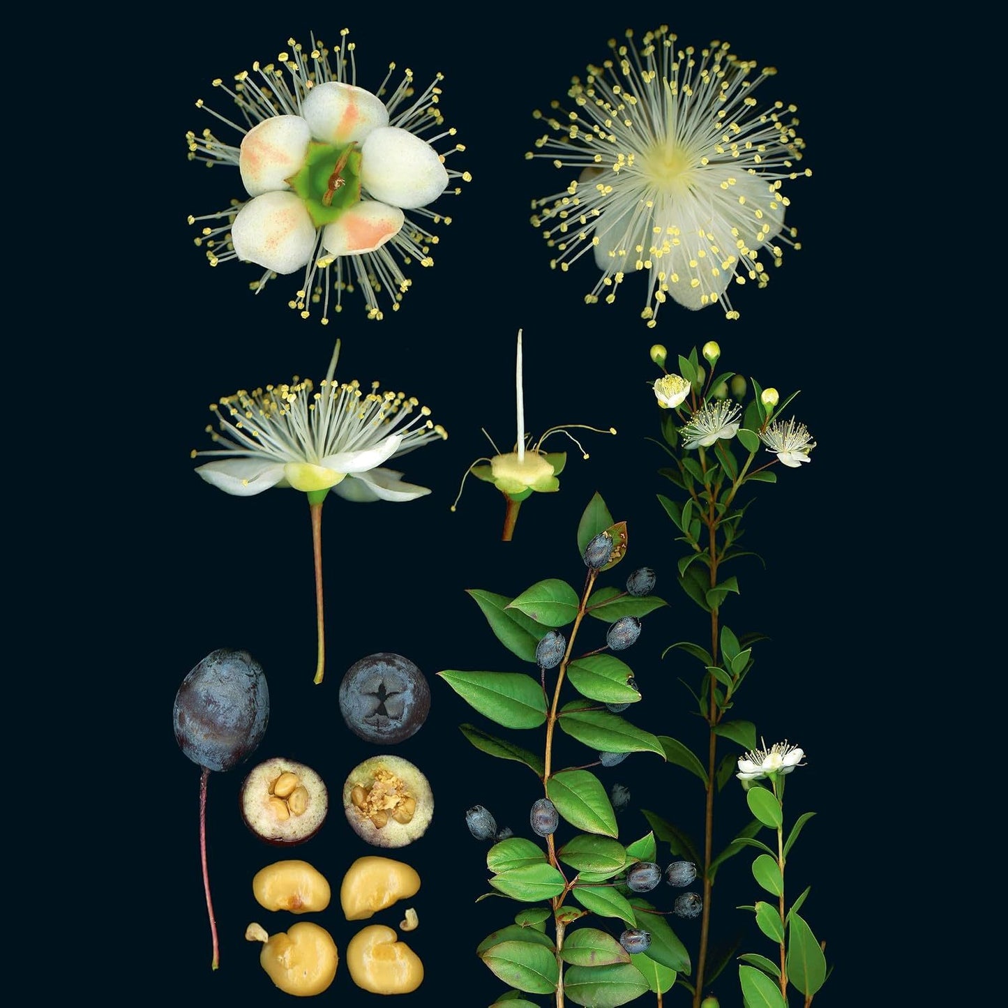 100 Plants That Heal: The Illustrated Herbarium of Medicinal Plants