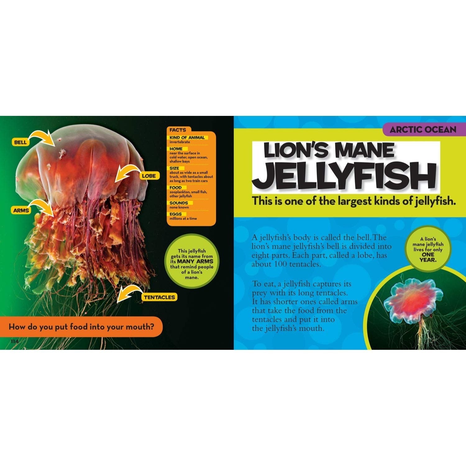 National Geographic Little Kids First Big Book of the Ocean (National Geographic Little Kids First Big Books) (Spiral Bound)
